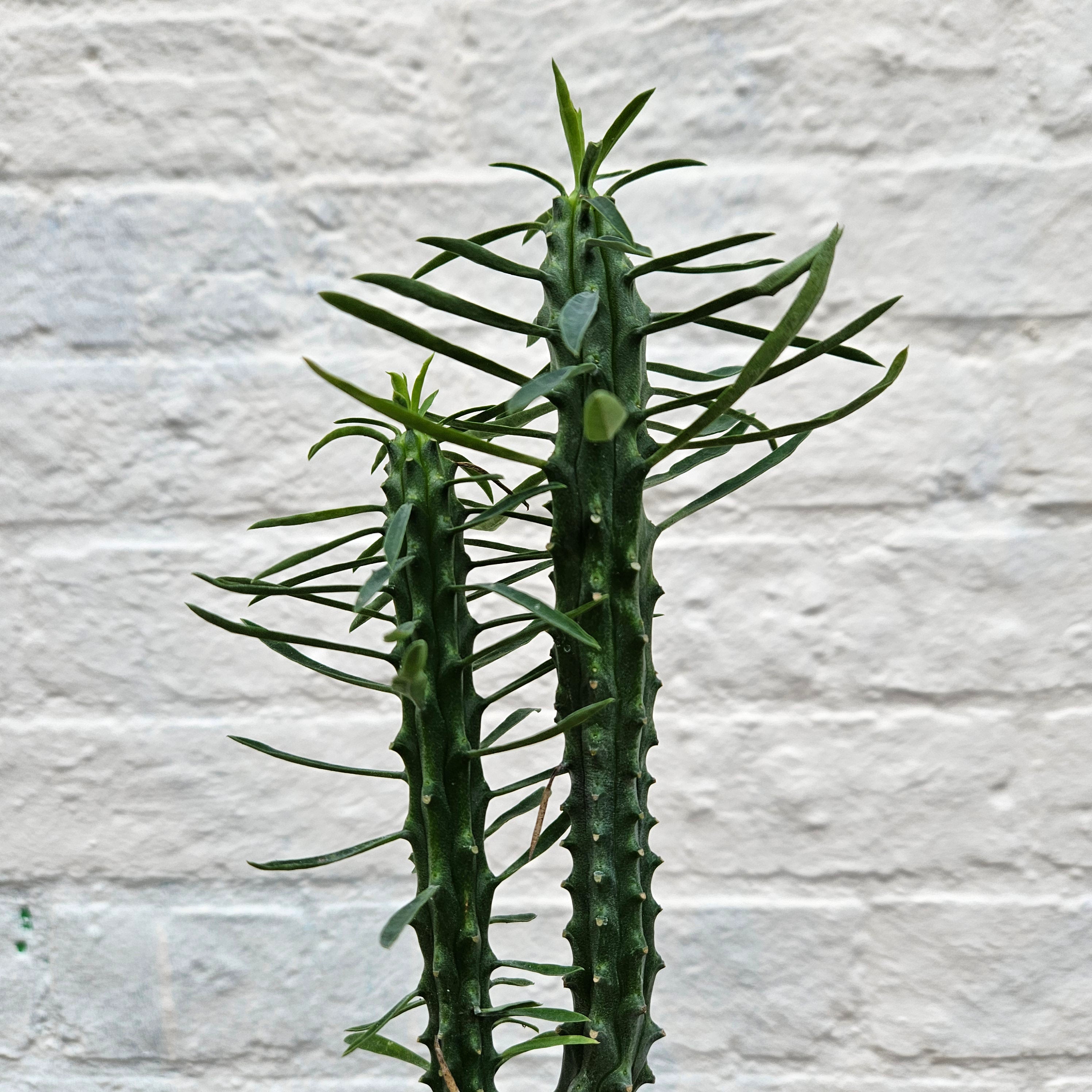 Euphorbia loricata (African palm tree)