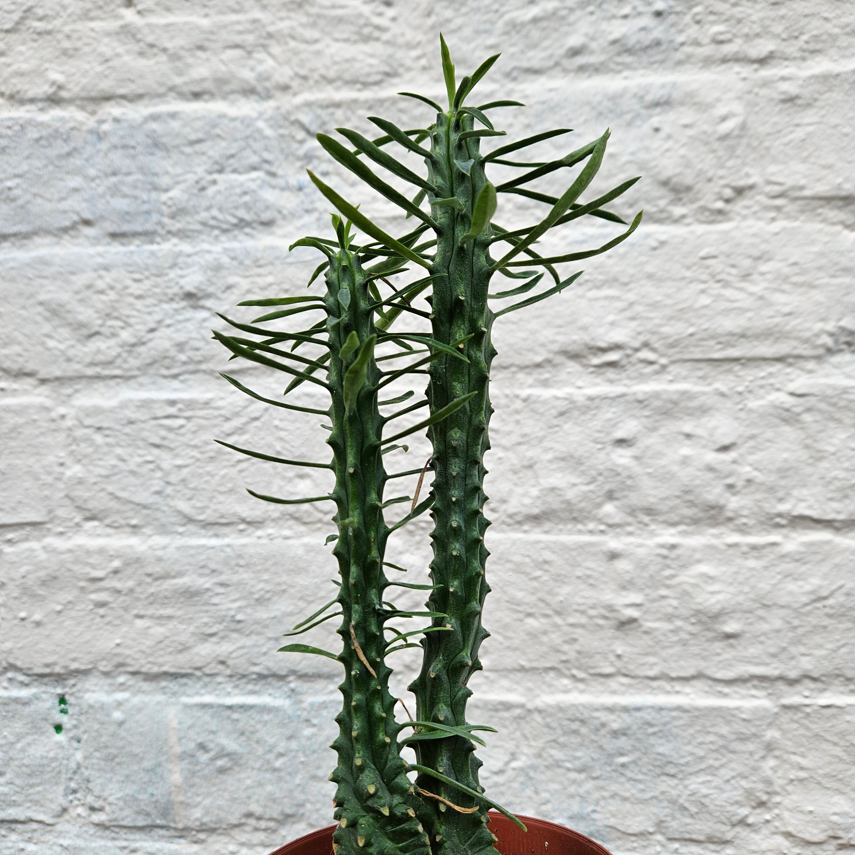 Euphorbia loricata (African palm tree)