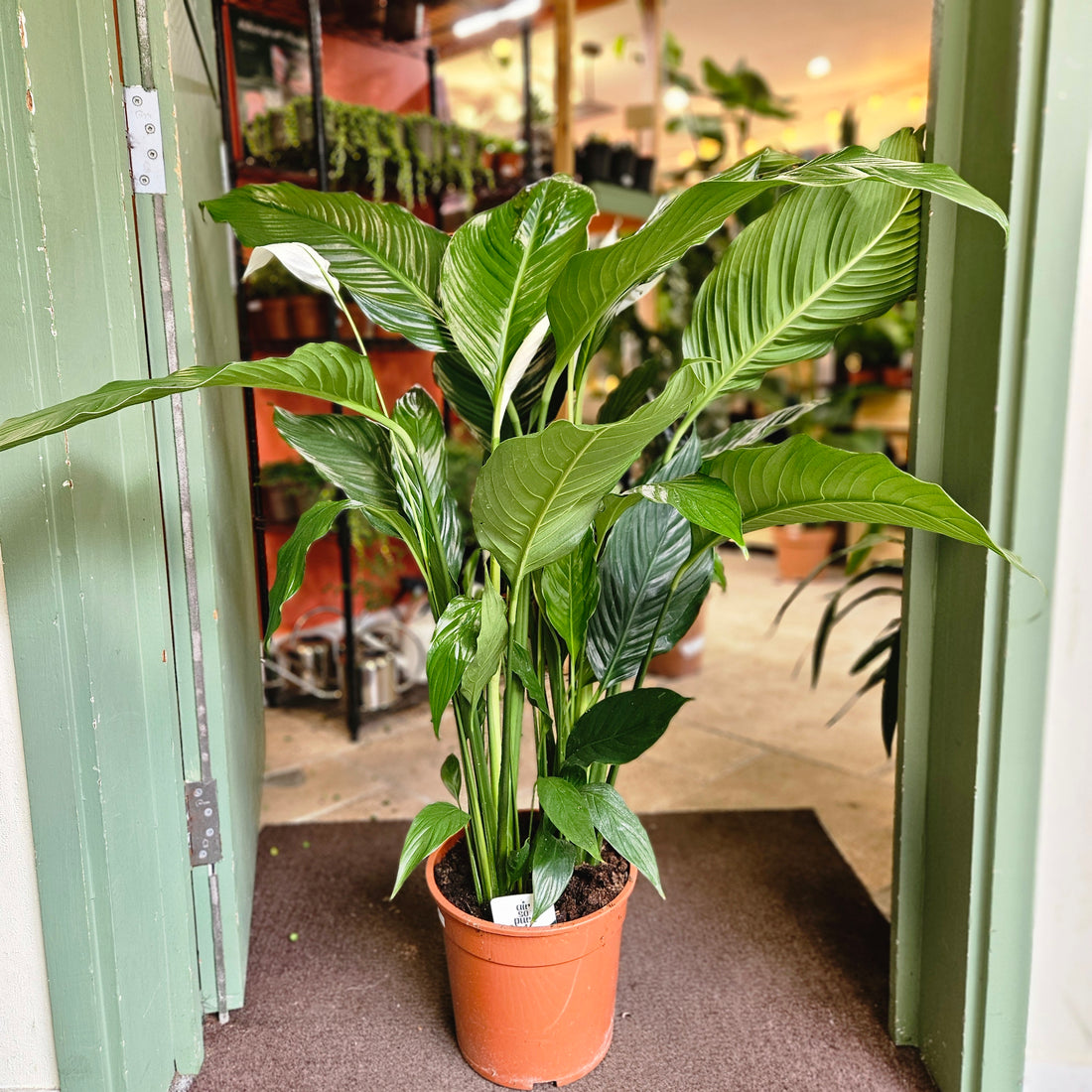 Spathiphyllum &