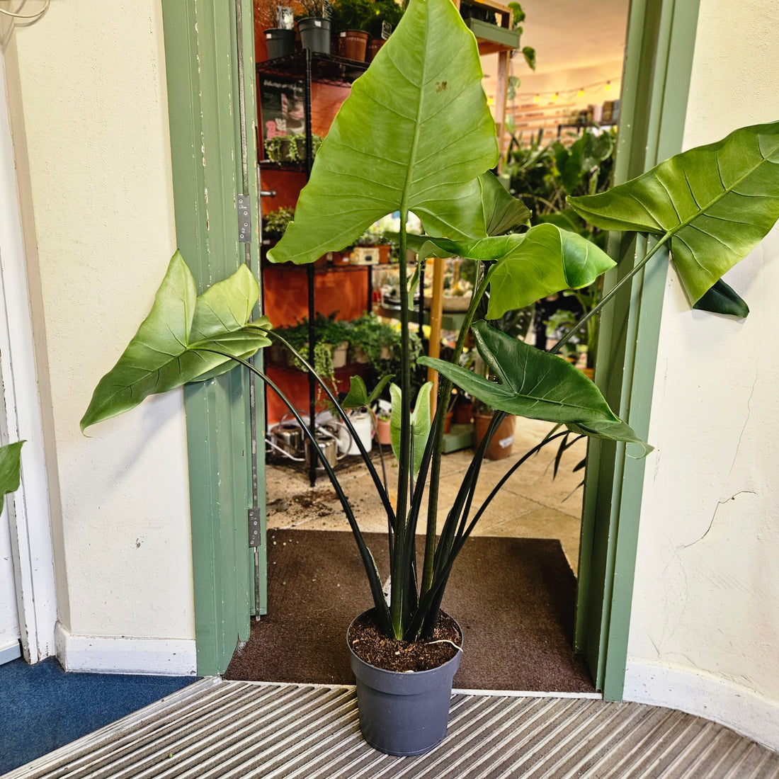 Alocasia Black Stem Zebrina (Elephant Ear)