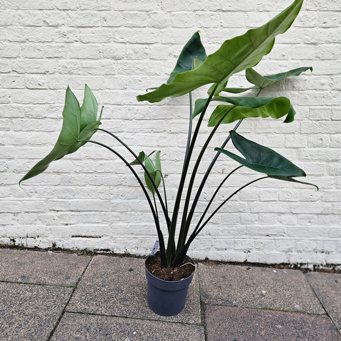 Alocasia Black Stem Zebrina (Elephant Ear)