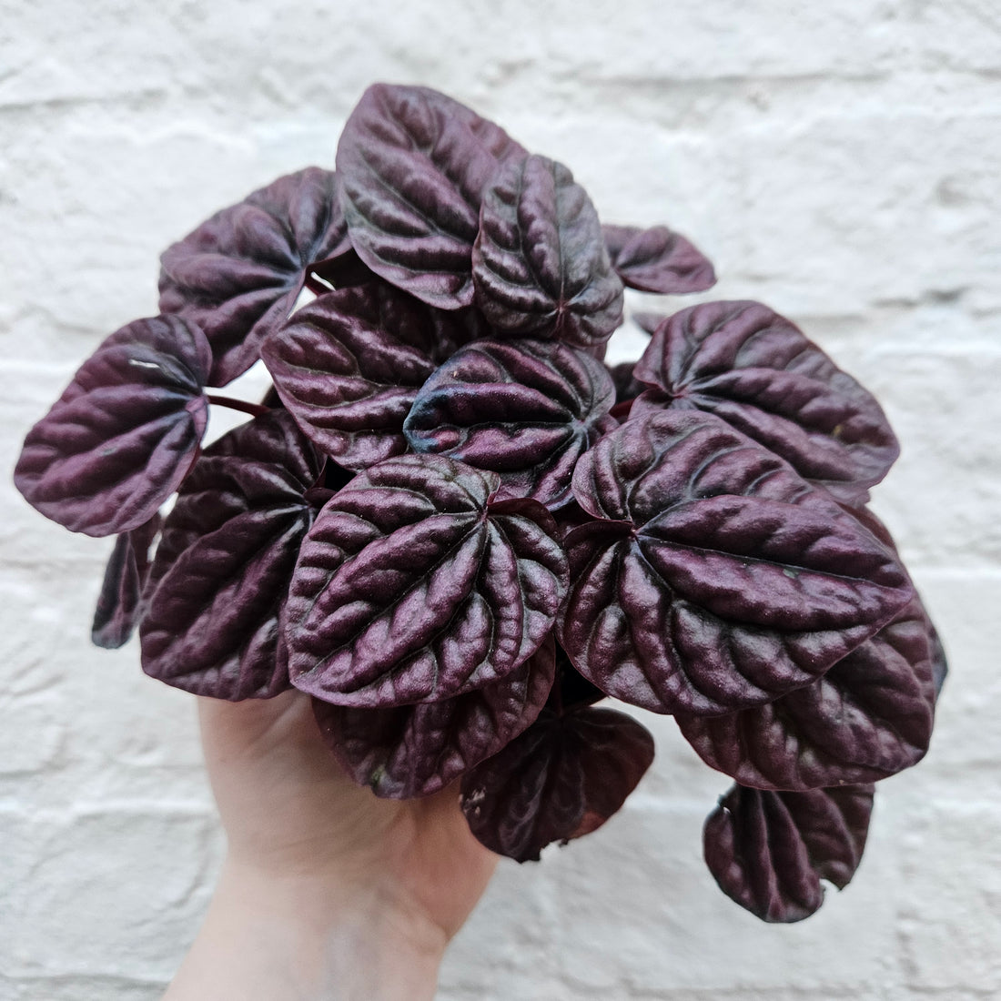 Peperomia caperata &