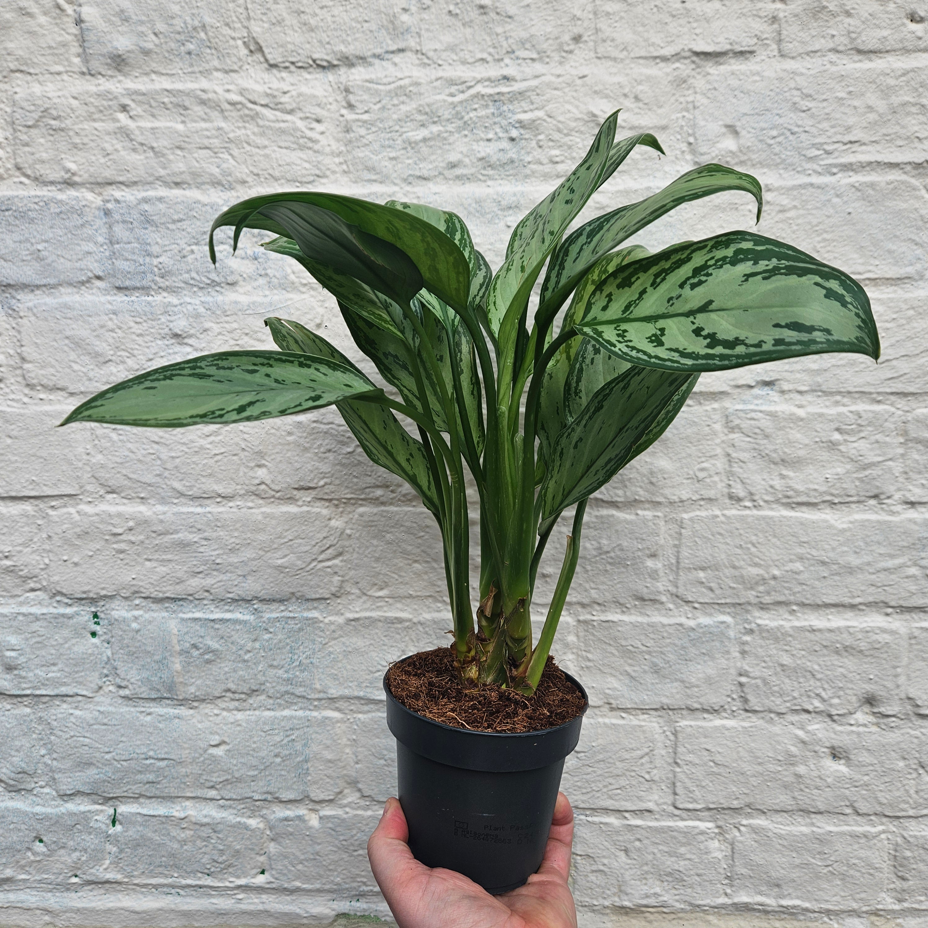 Aglaonema &