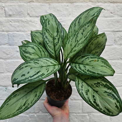 Aglaonema &