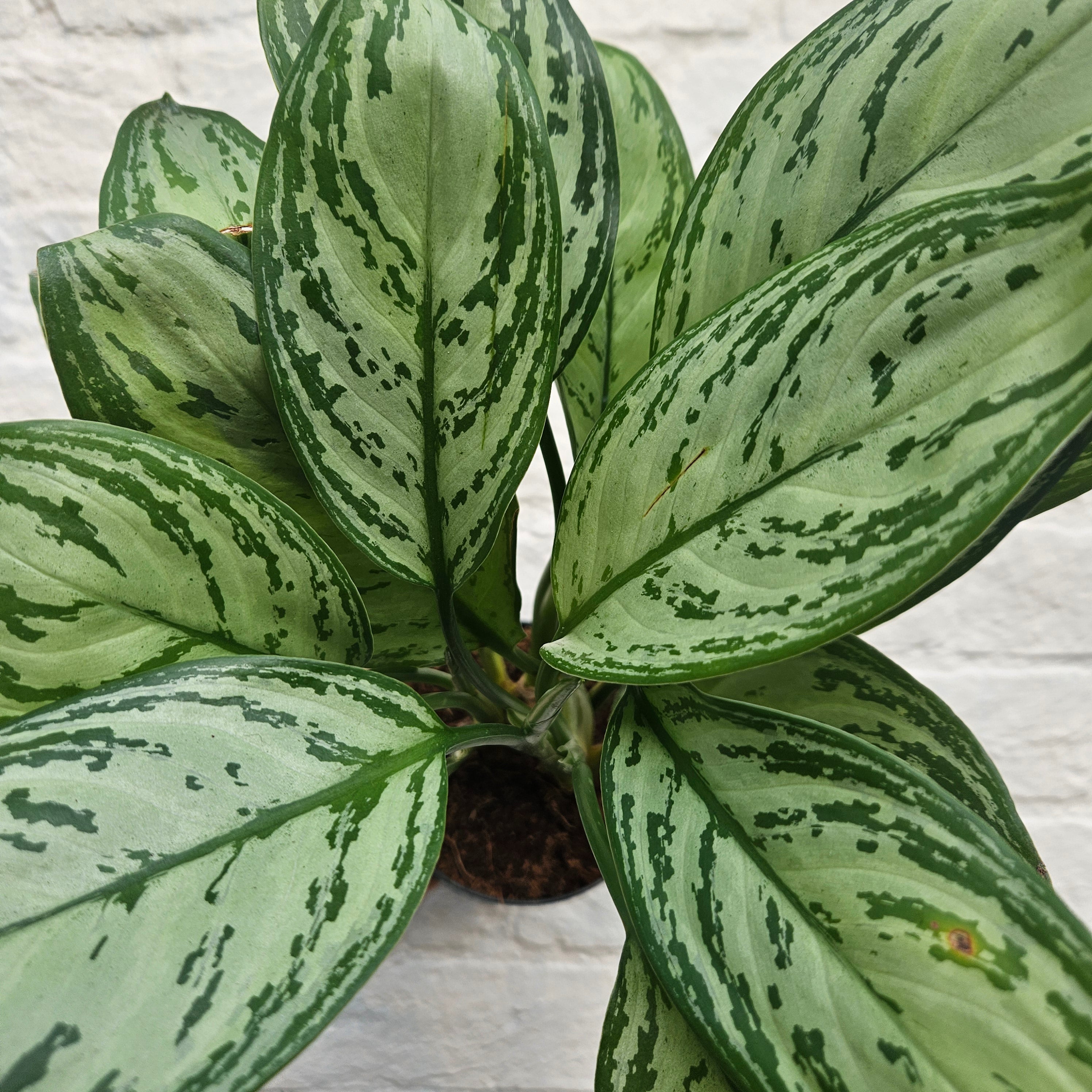 Aglaonema &