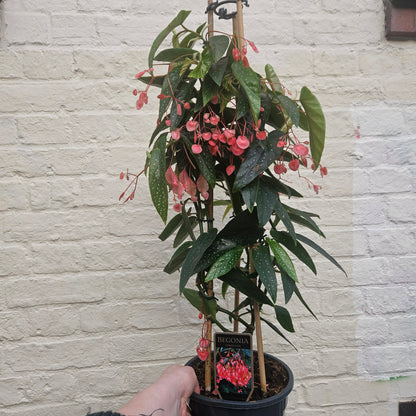 Begonia Corallina Roze (Angel Wing Begonia)