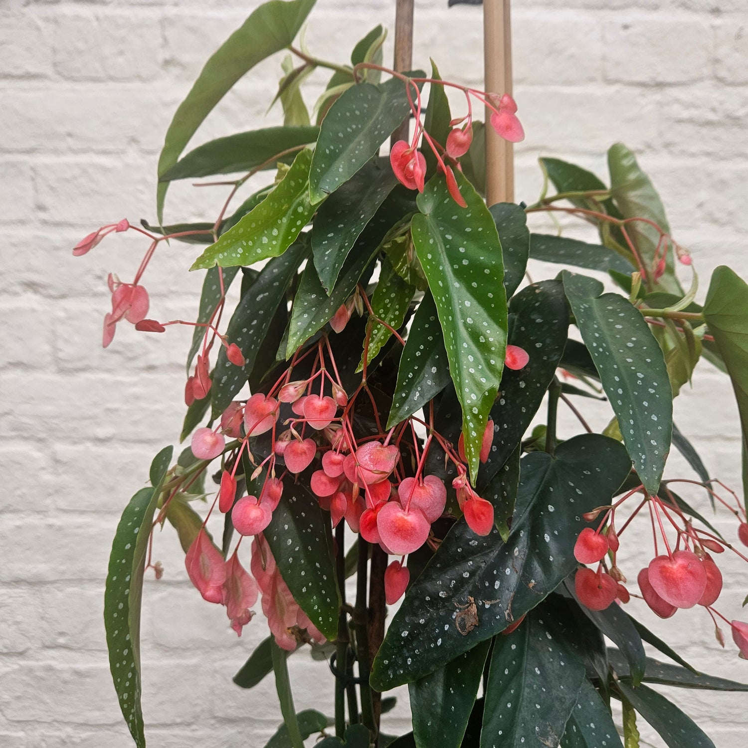 Begonia Corallina Roze (Angel Wing Begonia)