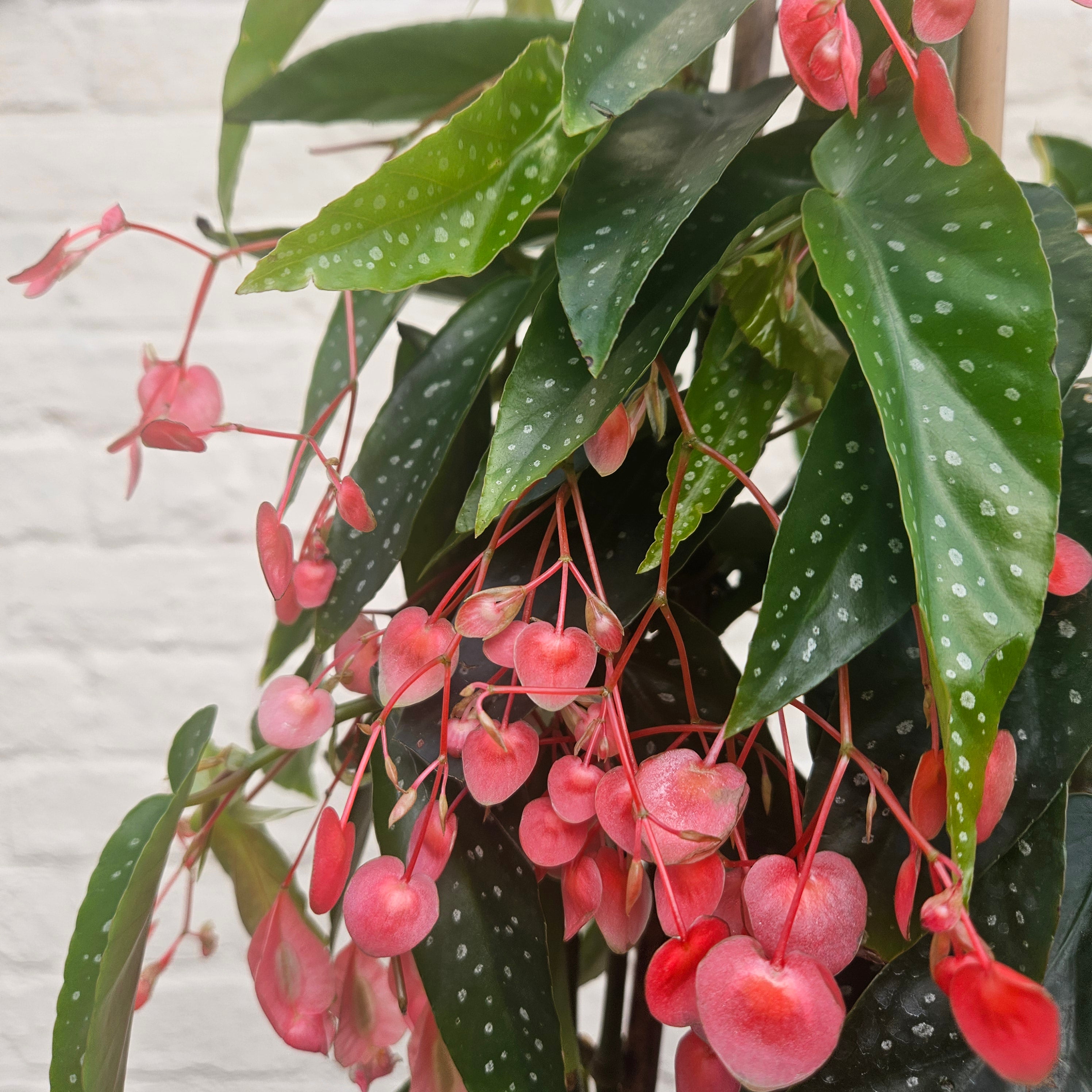 Begonia Corallina Roze (Angel Wing Begonia)