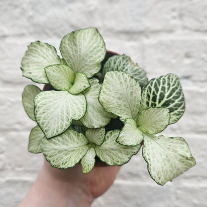 Fittonia varieties (Nerve plant/ Mosaic plant)