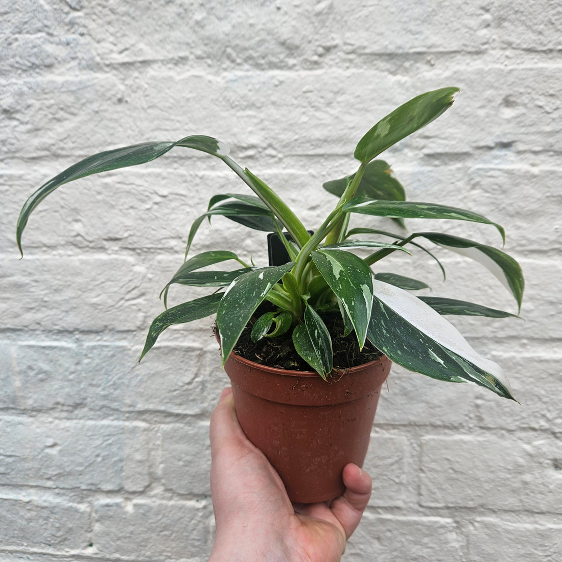 Philodendron erubescens &