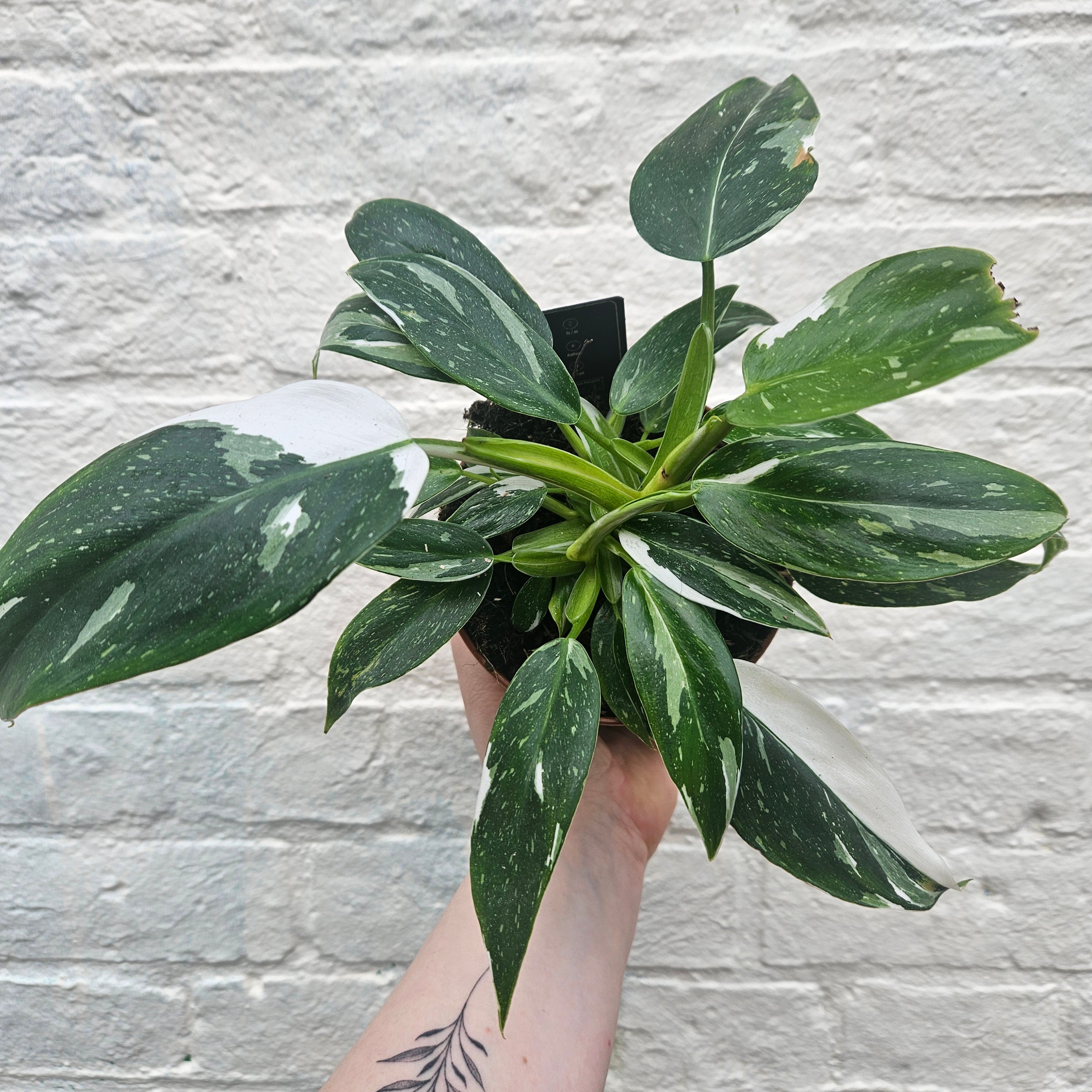 Philodendron erubescens &