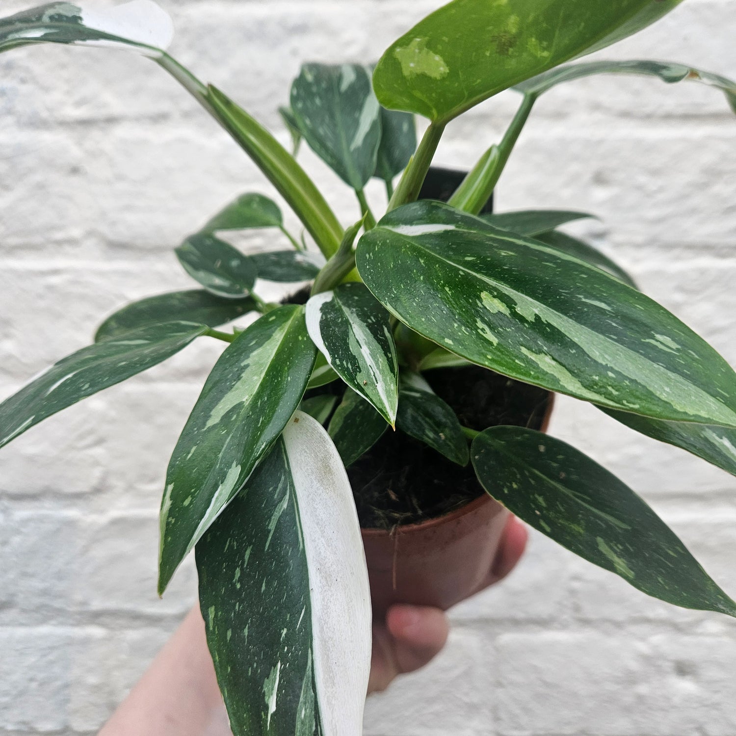 Philodendron erubescens &