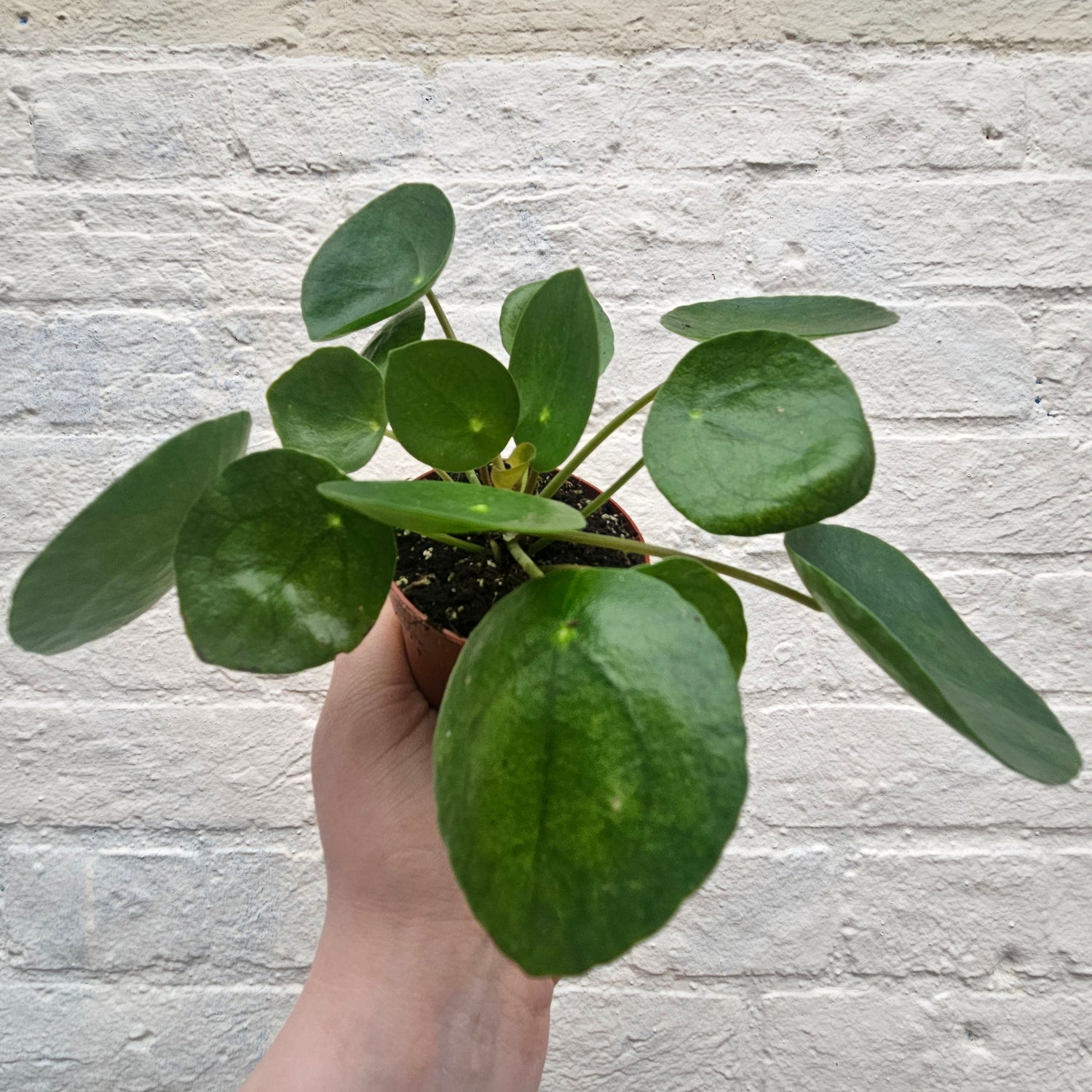 Pilea peperomoides (Chinese Money Plant) Various sizes