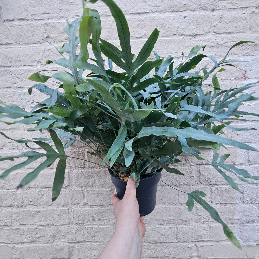 Phlebodium aureum (Blue Star Fern)