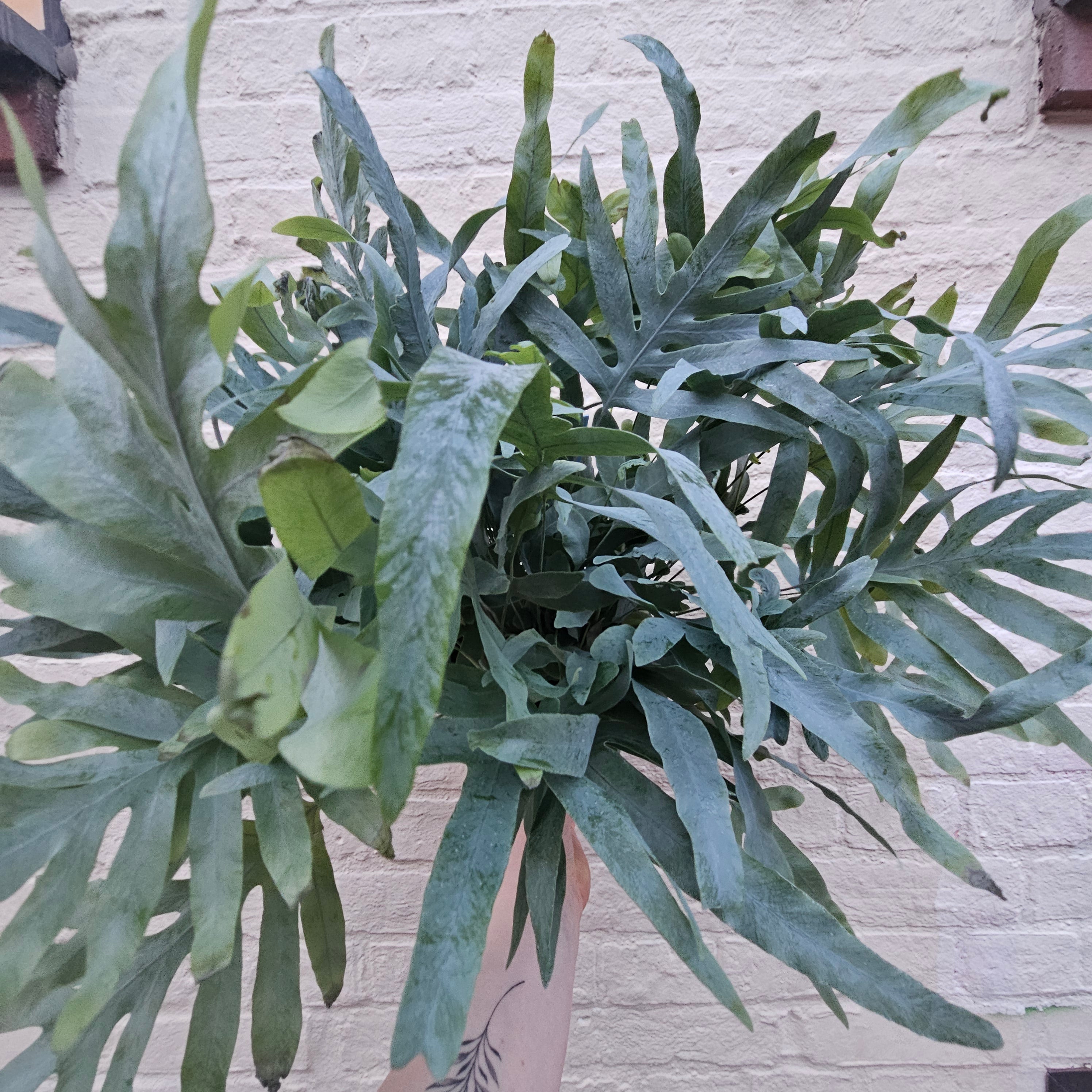 Phlebodium aureum (Blue Star Fern)