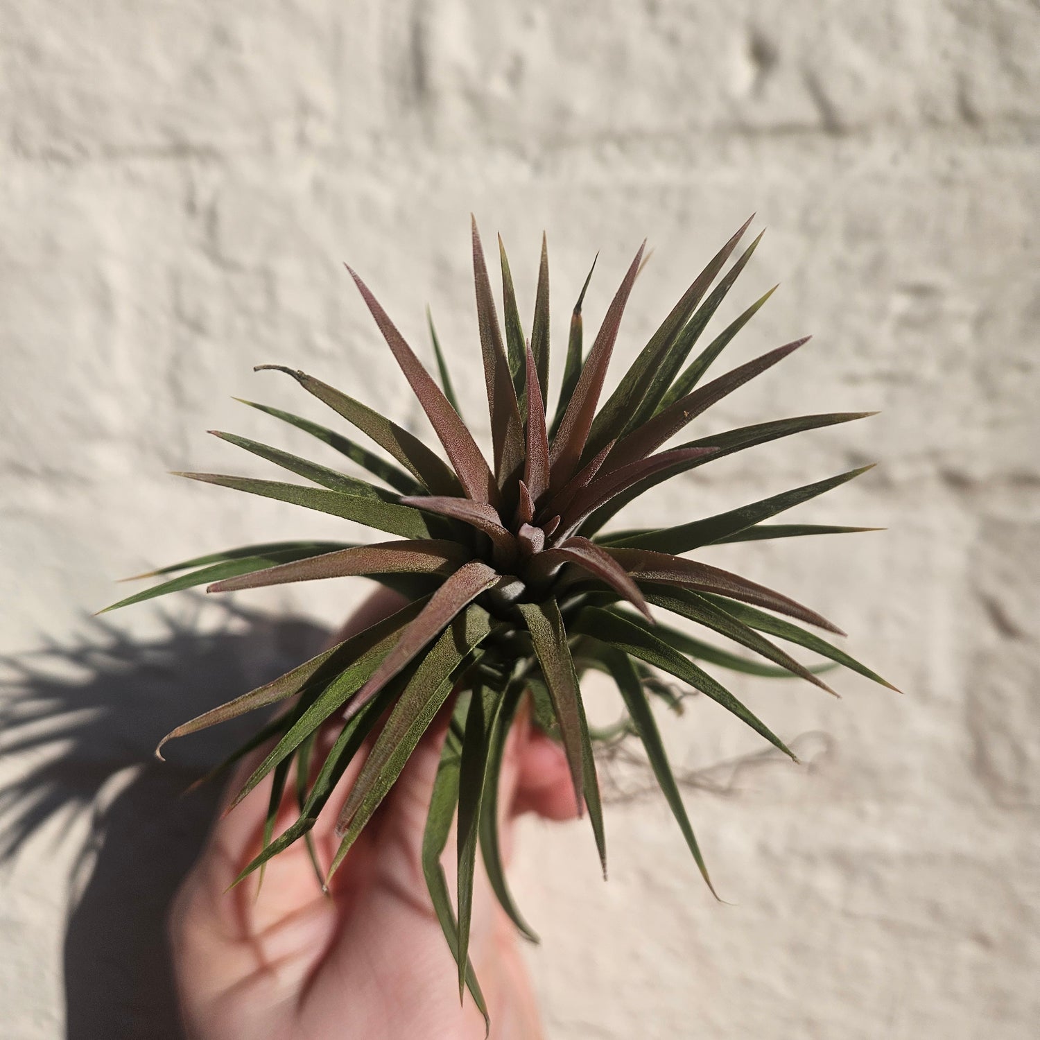 Tillandsia &