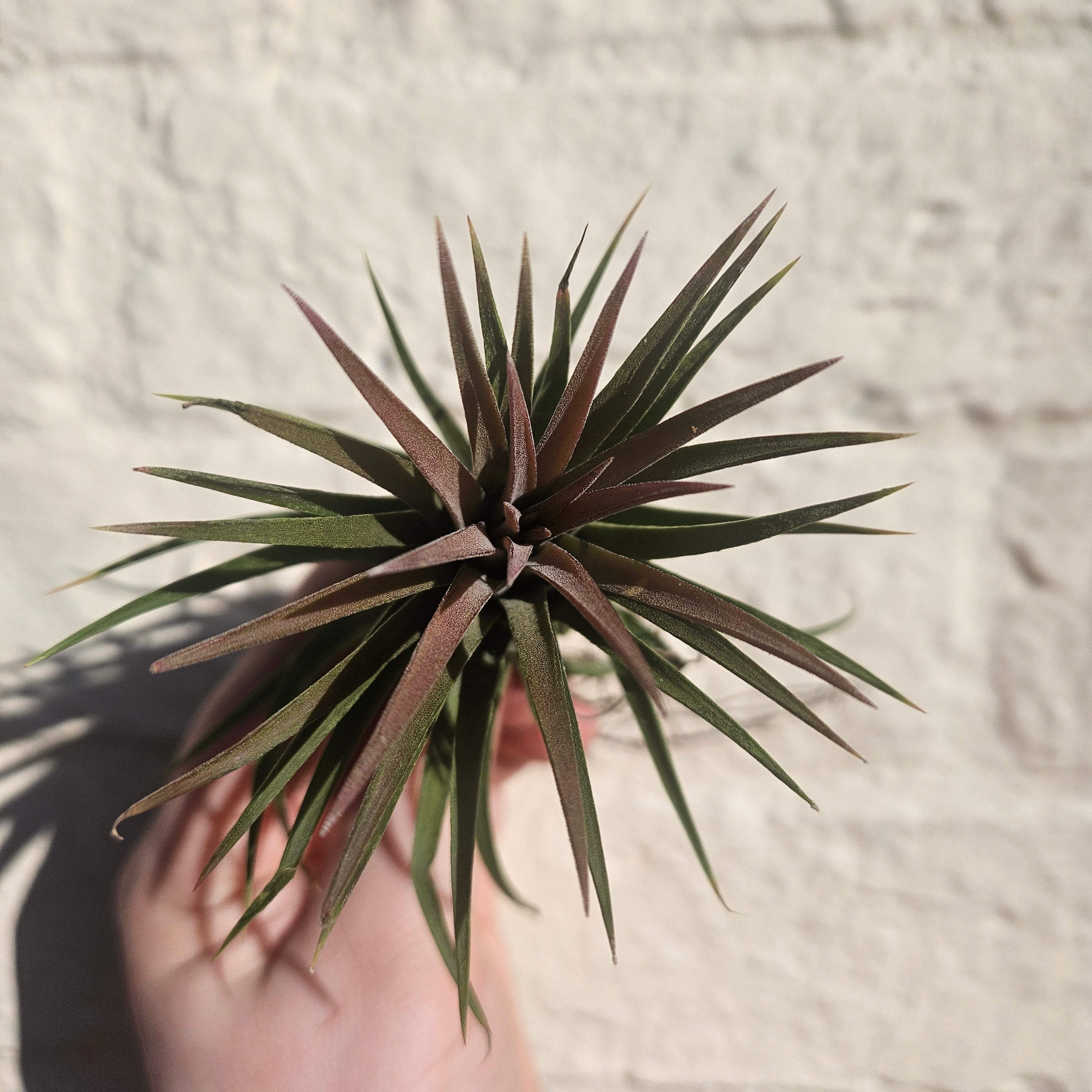 Tillandsia &