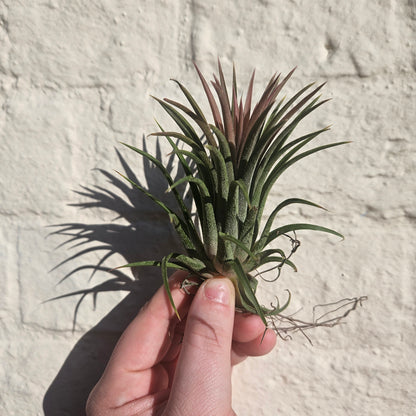 Tillandsia &