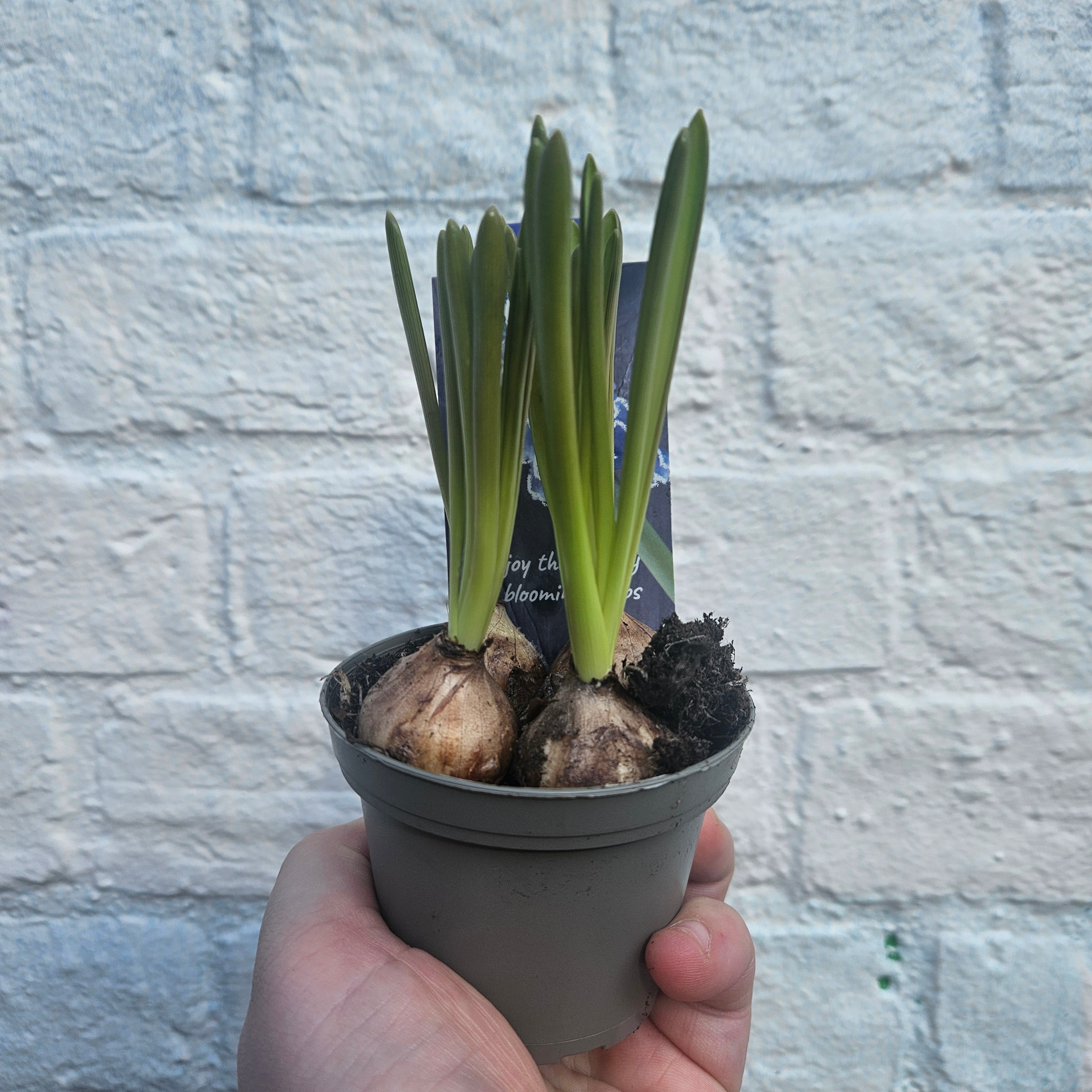 Bulb plants (Hyacinths and Dwarf daffodils)