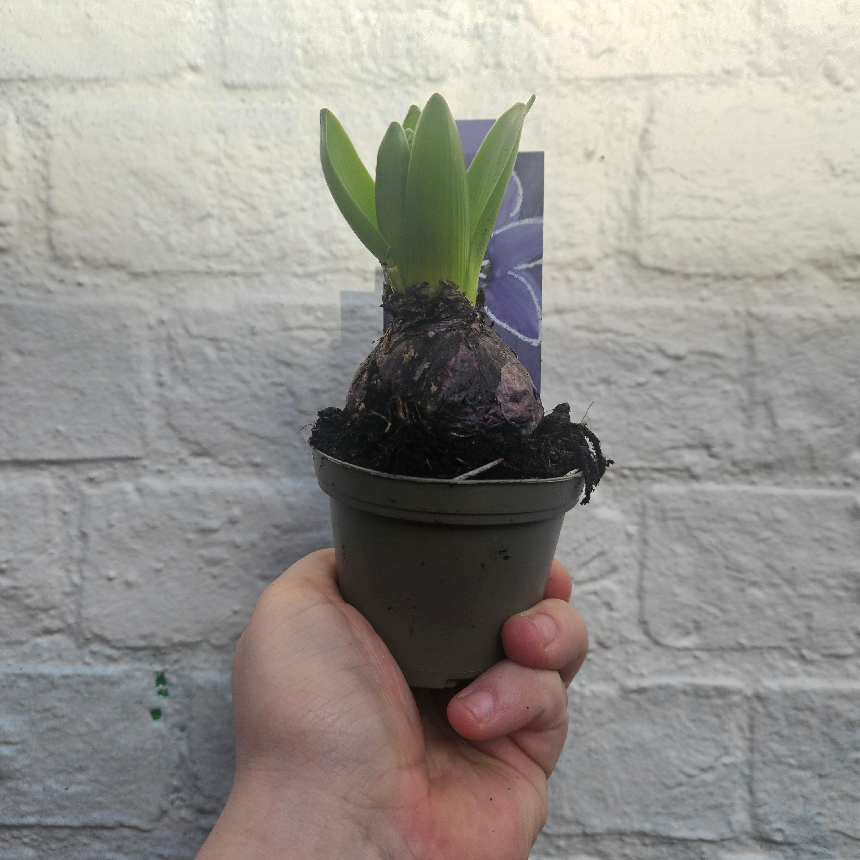 Bulb plants (Hyacinths and Dwarf daffodils)