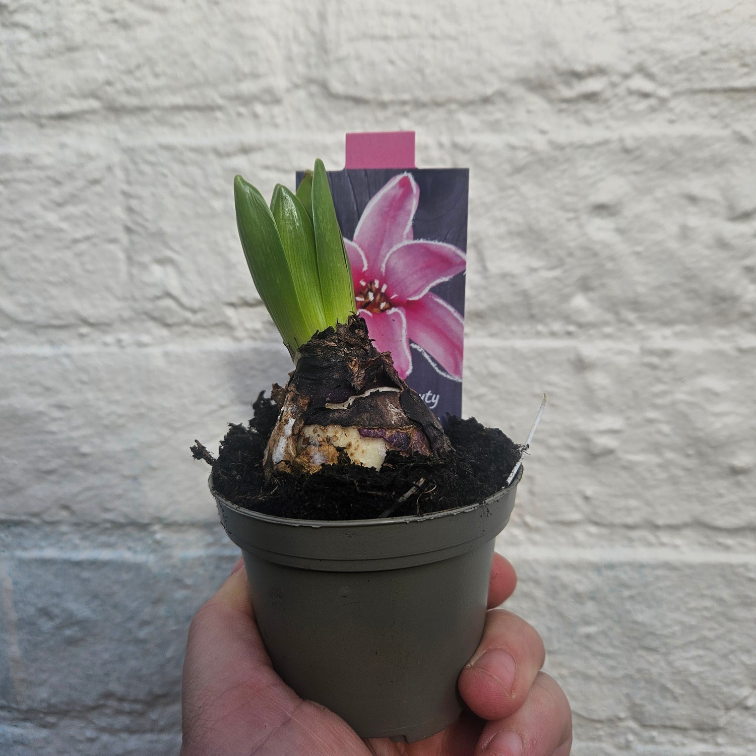 Bulb plants (Hyacinths and Dwarf daffodils)