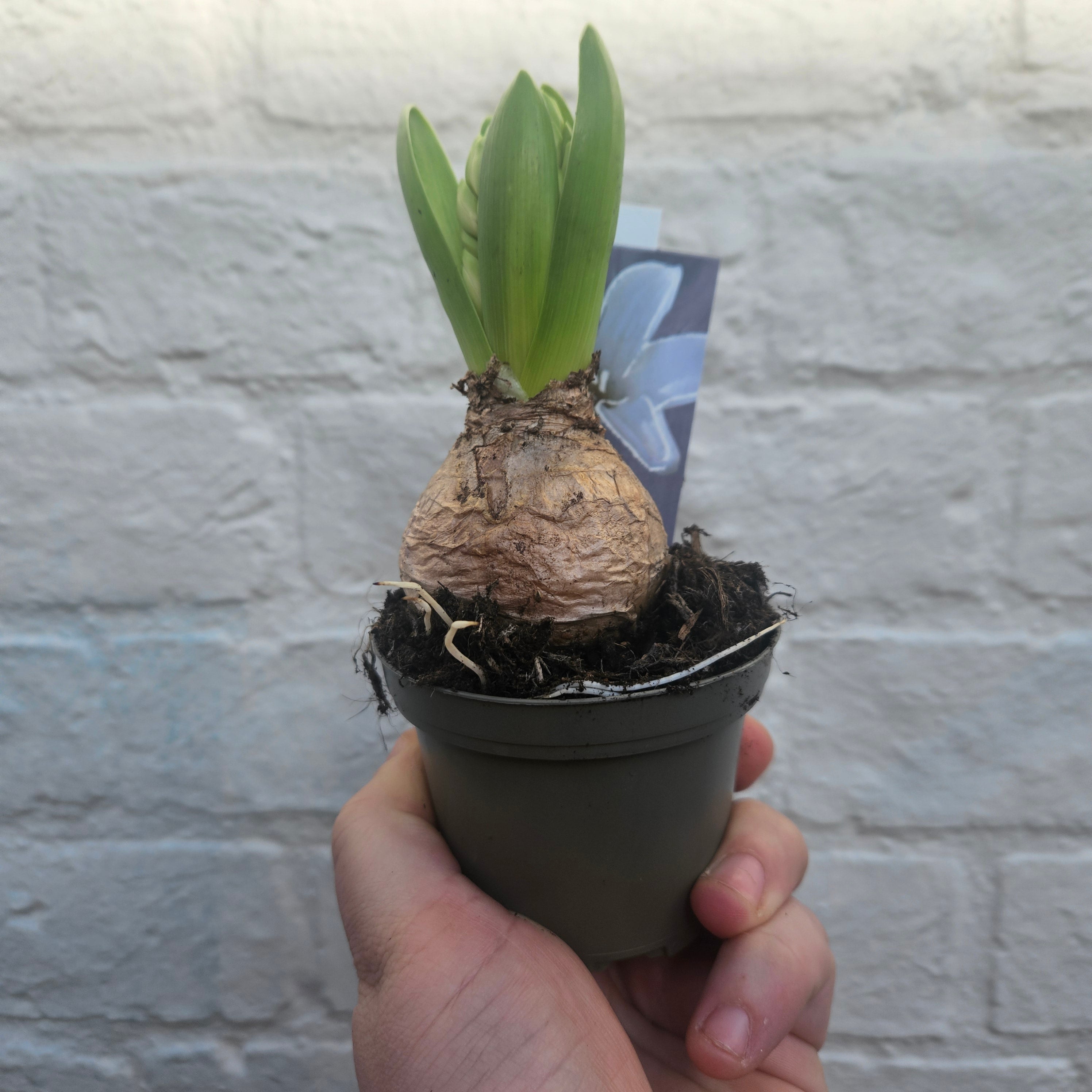 Bulb plants (Hyacinths and Dwarf daffodils)