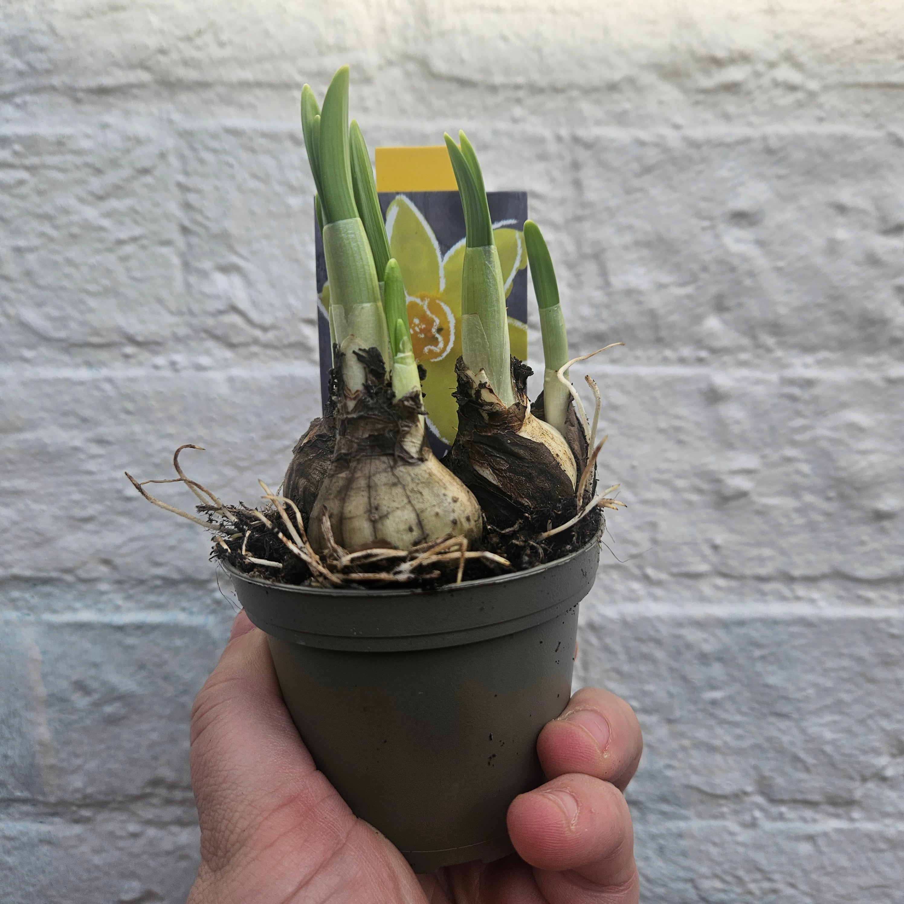 Bulb plants (Hyacinths and Dwarf daffodils)