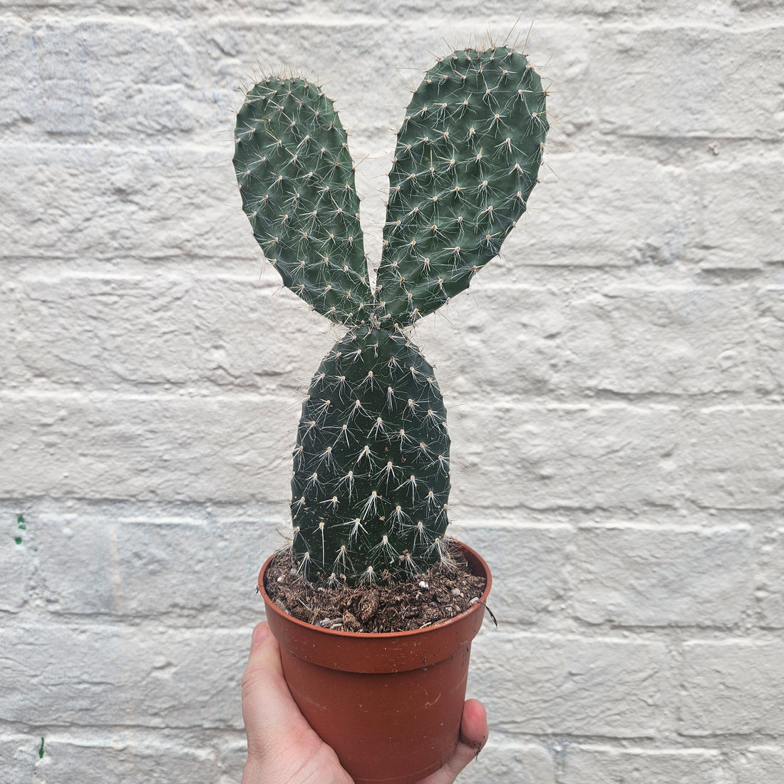 Opuntia pylana (Bunny ears cactus)