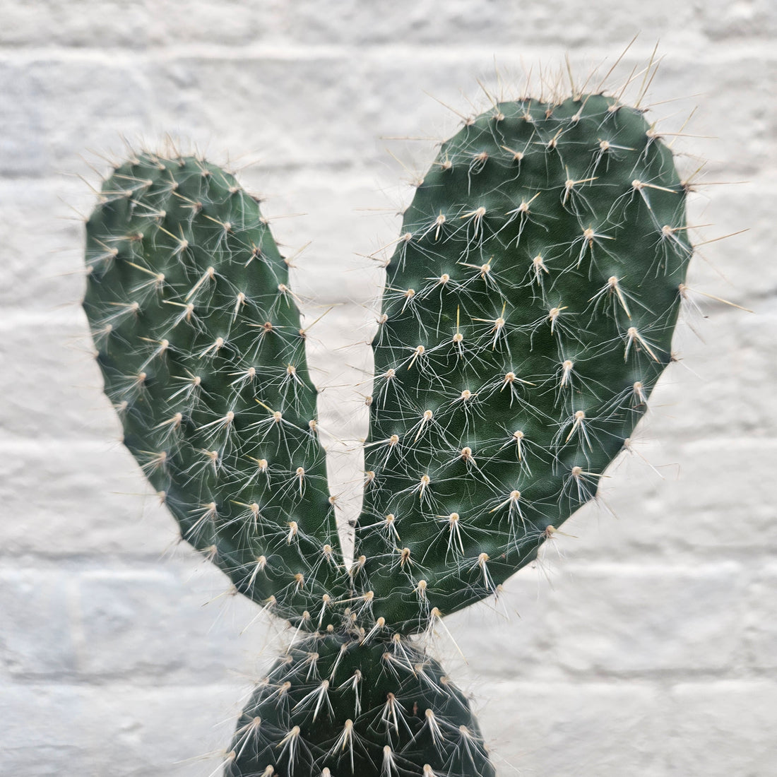 Opuntia pylana (Bunny ears cactus)