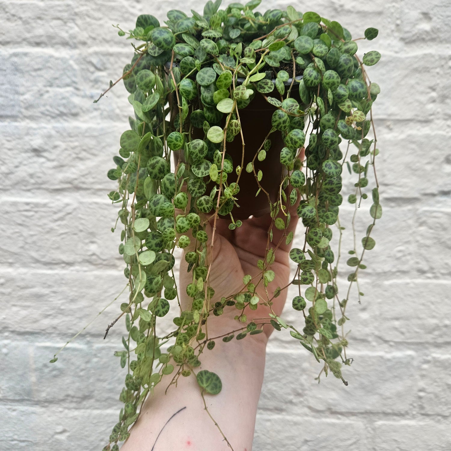 Peperomia prostrata (String of Turtles) Various sizes