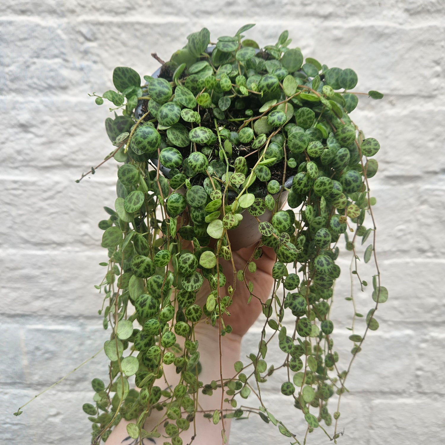 Peperomia prostrata (String of Turtles) Various sizes