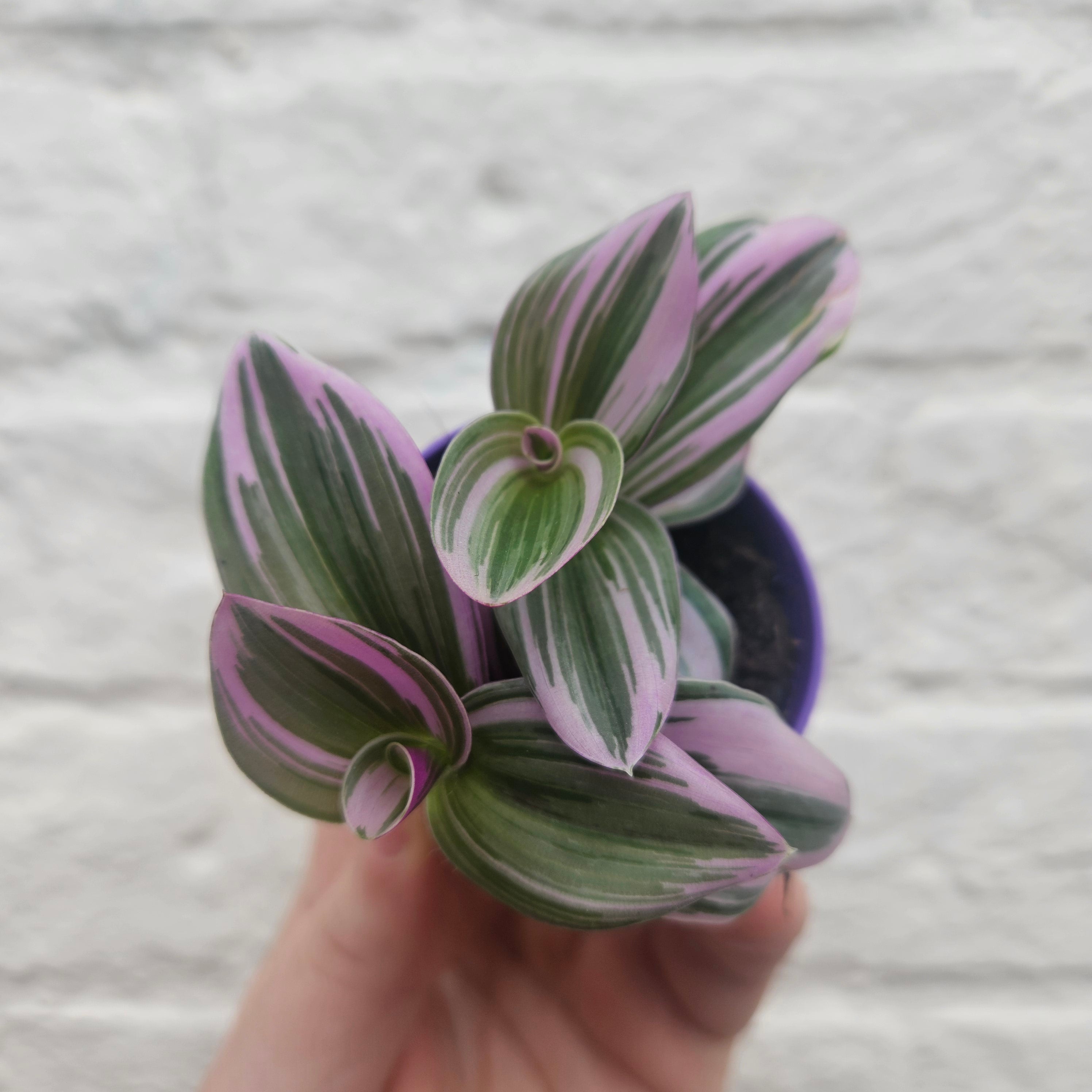 Tradescantia &