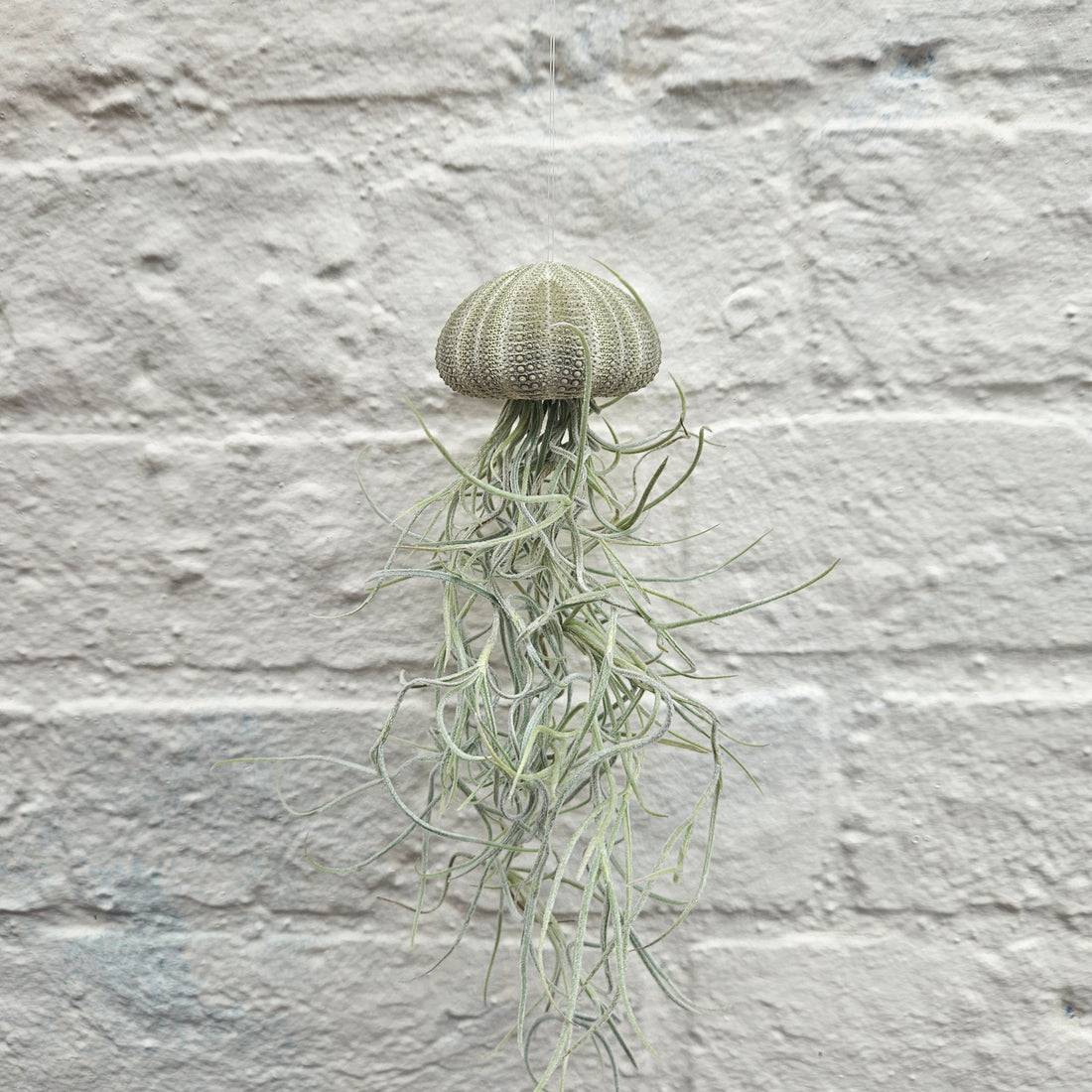 Tillandsia usneoides &