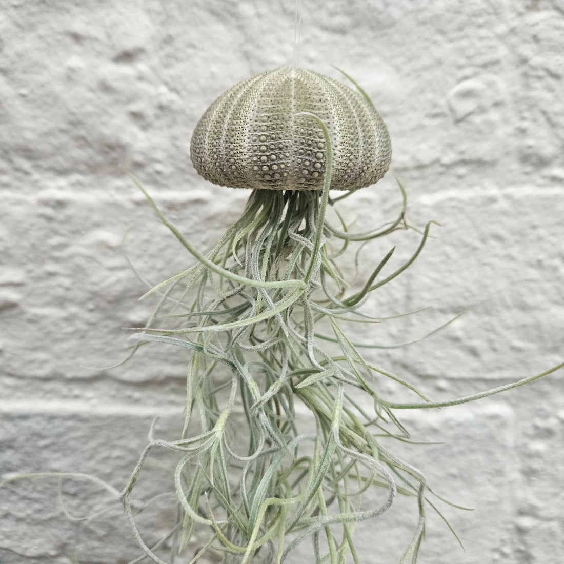 Tillandsia usneoides &