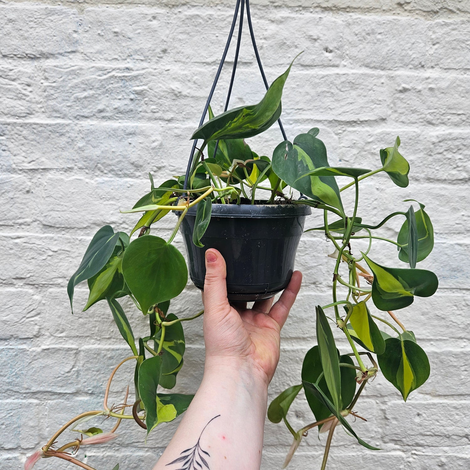 Philodendron scandens &