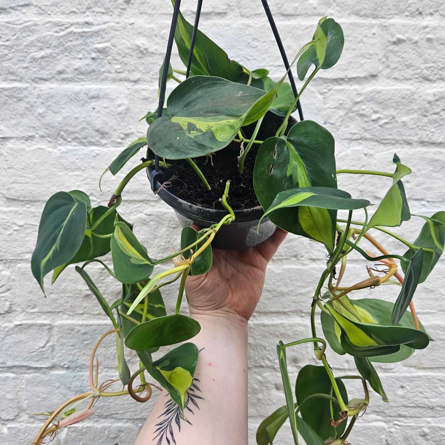 Philodendron scandens &