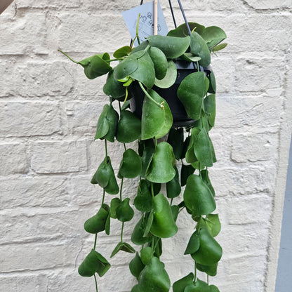 Dischidia platyphylla (Paddle Lead Vine/Shingle Plant)