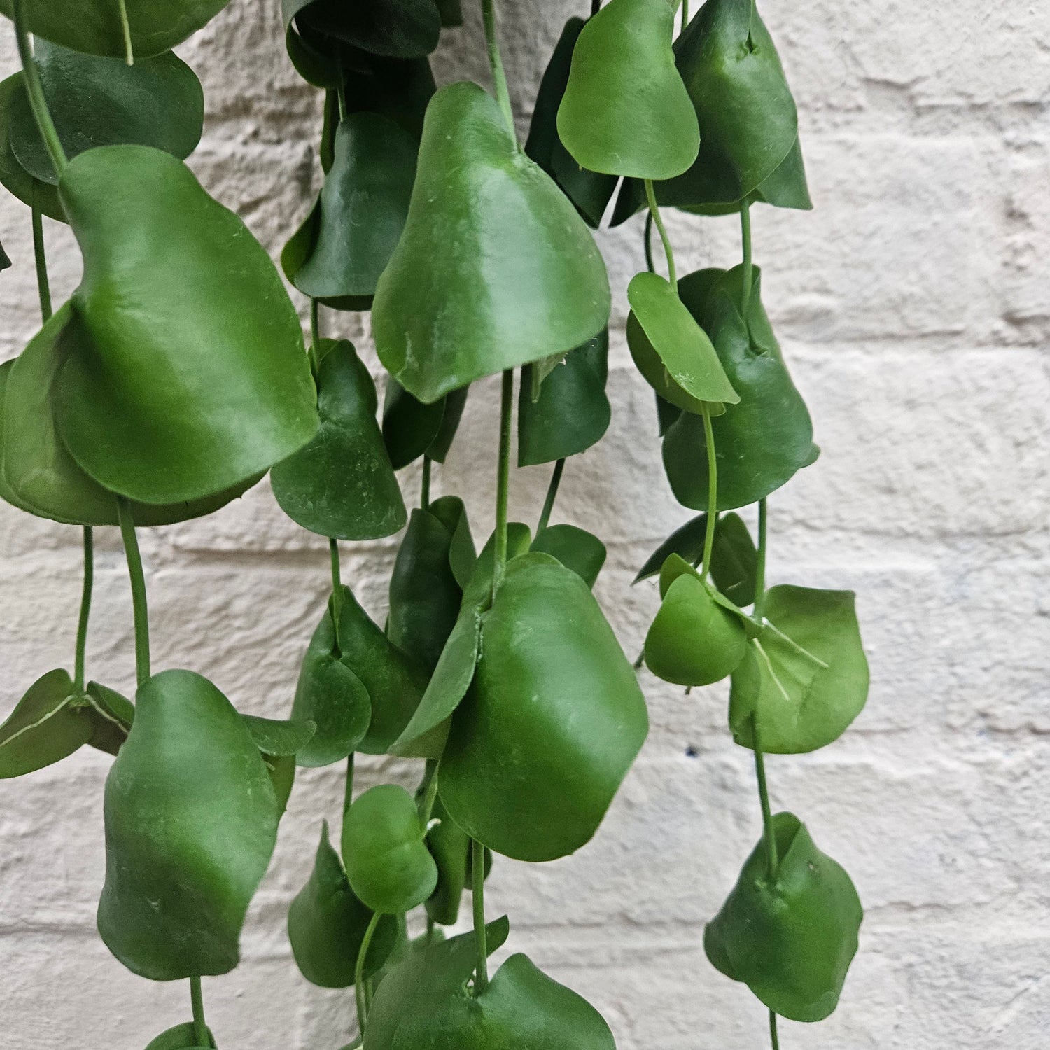 Dischidia platyphylla (Paddle Lead Vine/Shingle Plant)