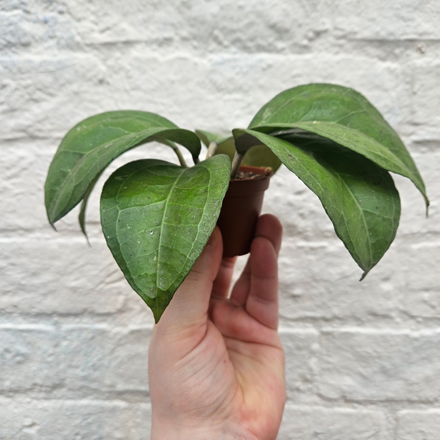 Hoya verticillata &