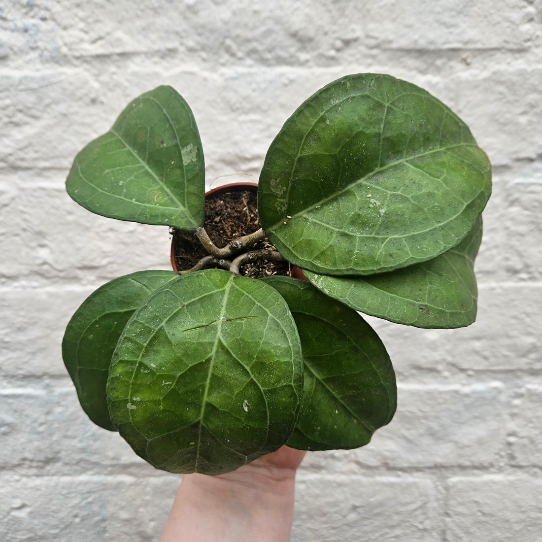 Hoya verticillata &