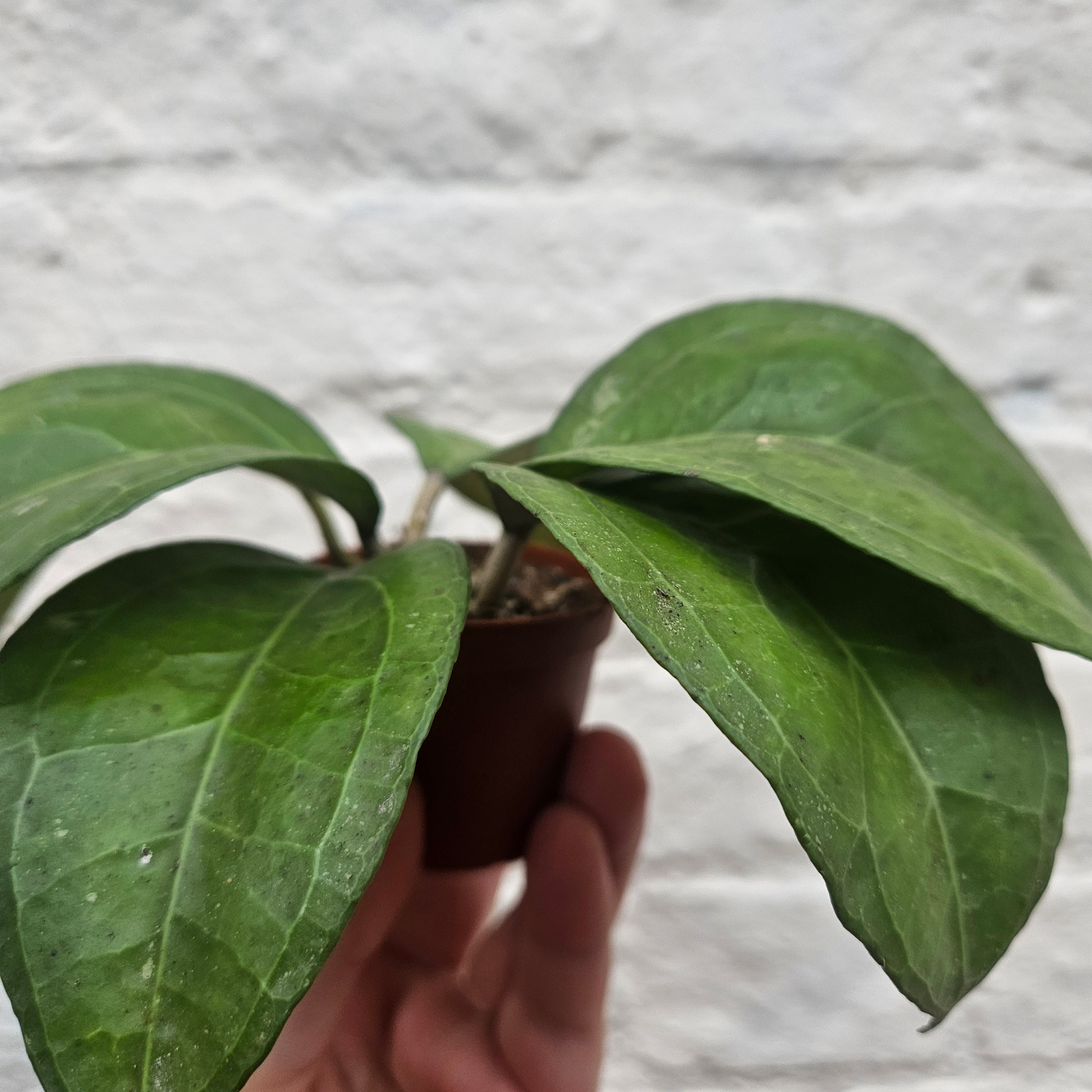 Hoya verticillata &