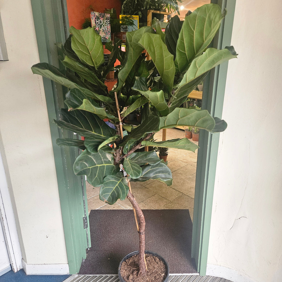 Ficus lyrata (Fiddle leaf fig)