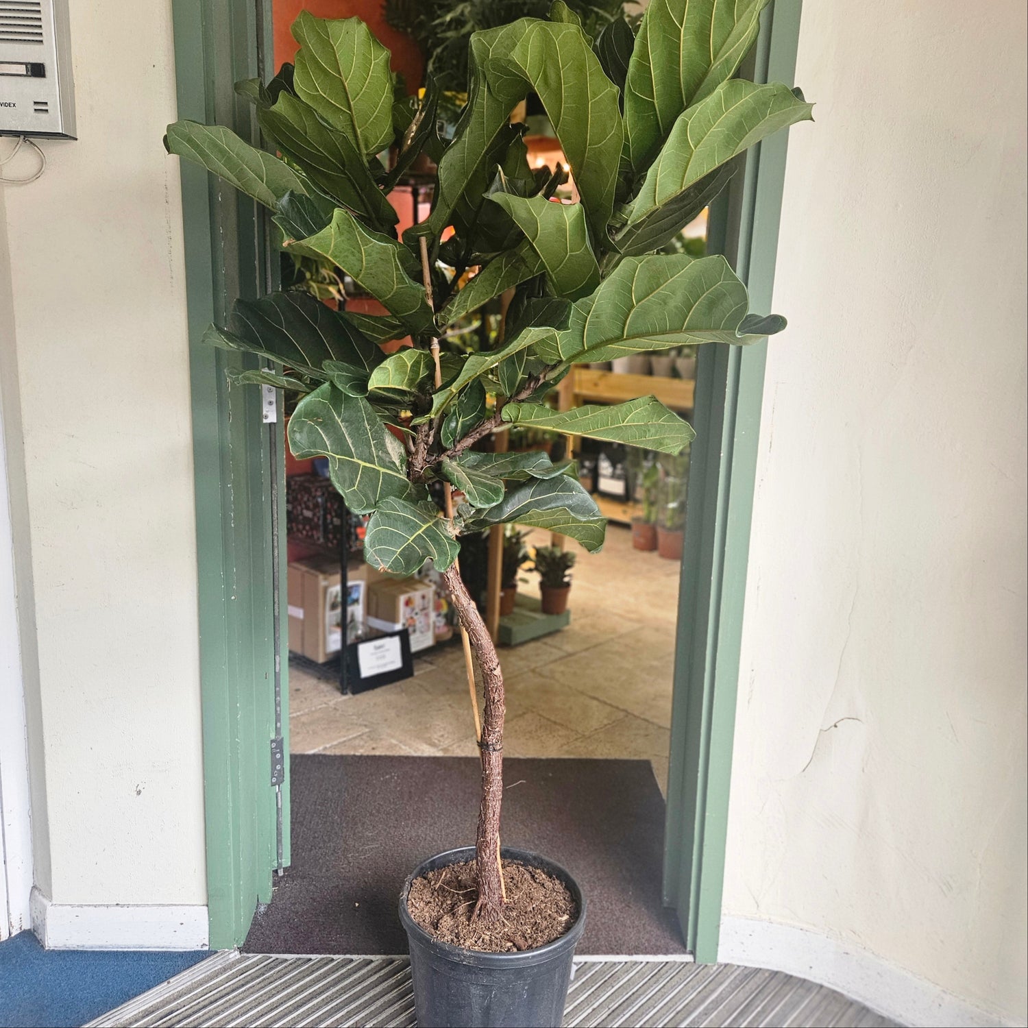 Ficus lyrata (Fiddle leaf fig)