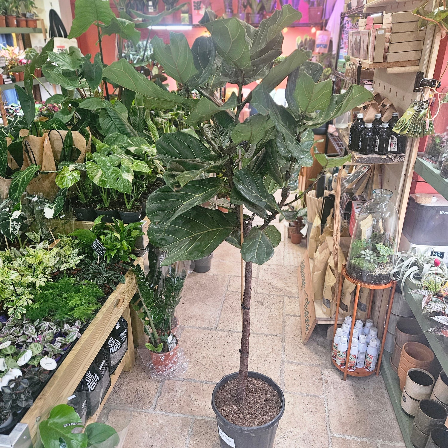 Ficus lyrata (Fiddle leaf fig)