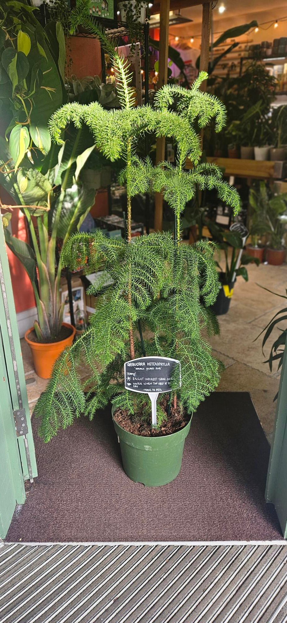 Araucaria heterophylla (Norfolk Island pine) Various sizes