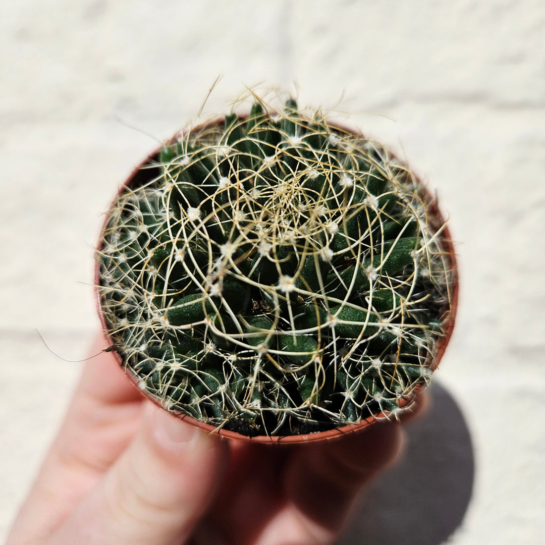 Mammillaria camptotricha (Birds Nest Cactus) - British Grown