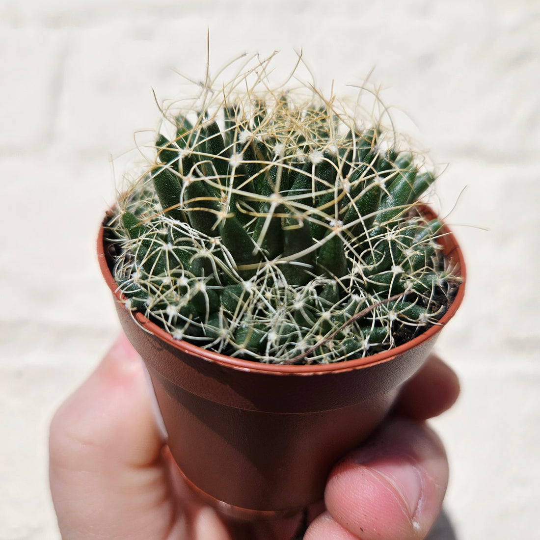 Mammillaria camptotricha (Birds Nest Cactus) - British Grown