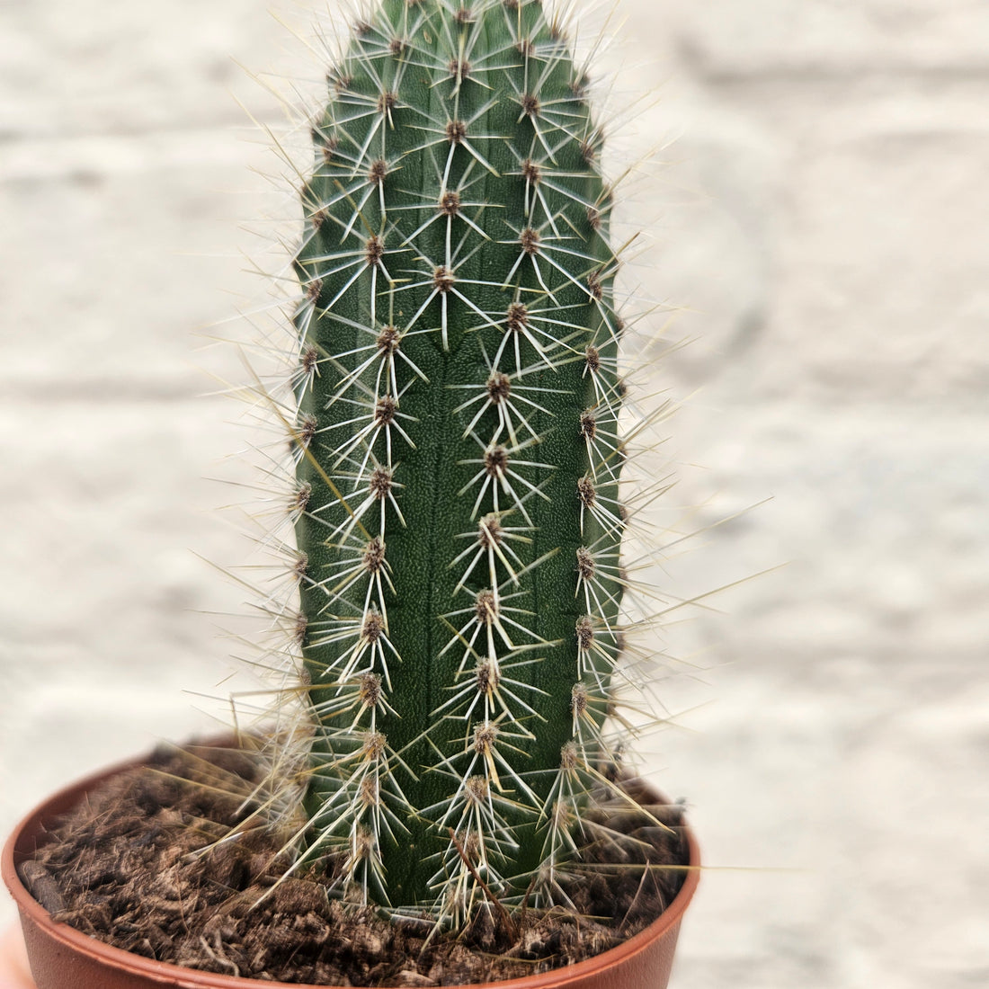 Cleistocactus winteri syn. Hildewintera aureispina (Golden Rat tail cactus)