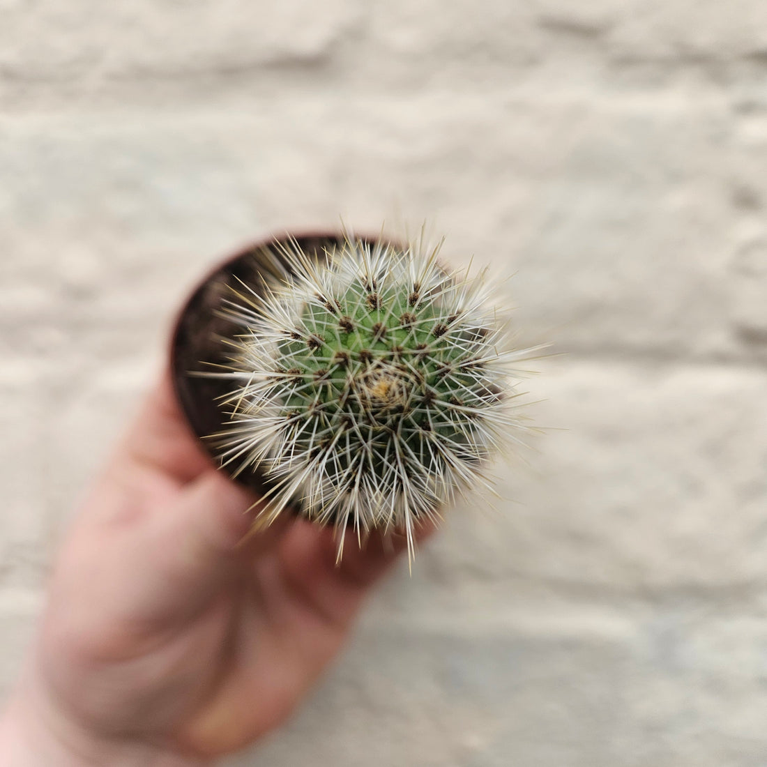 Cleistocactus winteri syn. Hildewintera aureispina (Golden Rat tail cactus)