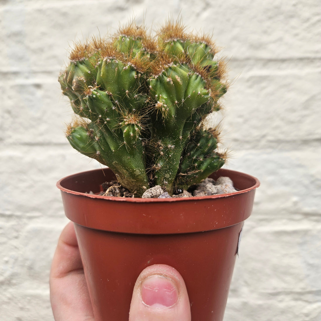 Cereus peruvianus &